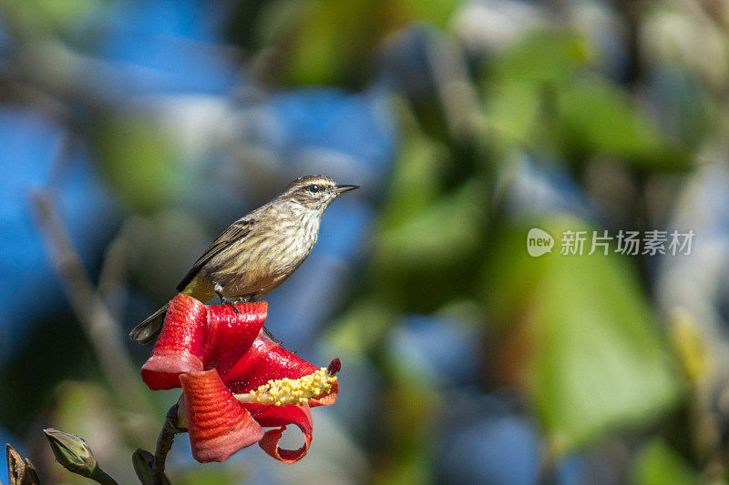 棕榈莺，(Setophaga palmarum)， Reinita Palmera, Paruline couronne。rousse。